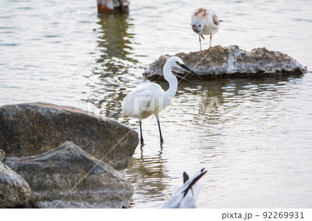 The small white heron or Little egret stands in the lake 92269931