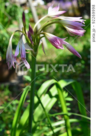 球根植物 アフリカハマユウ 阿弗利加浜木綿 球根植物 アフリカハマユウ 阿弗利加浜木綿 92269998