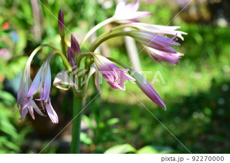 球根植物　アフリカハマユウ 阿弗利加浜木綿 92270000