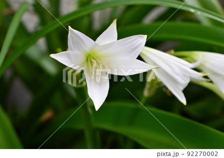 球根植物 アフリカハマユウ 阿弗利加浜木綿 球根植物 アフリカハマユウ 阿弗利加浜木綿 92270002