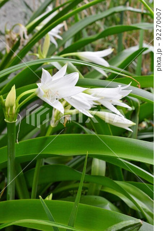 球根植物 アフリカハマユウ 阿弗利加浜木綿 球根植物 アフリカハマユウ 阿弗利加浜木綿 92270007