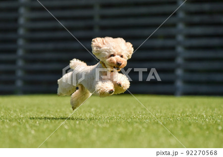 ドッグランで遊ぶトイプードル 92270568