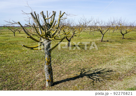 Young linden tree in spring with branches trimmed by an arborist 92270821