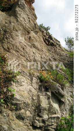 岩の崖に咲く岩ユリのオレンジの花 岩の崖に咲く岩ユリのオレンジの花 92272275