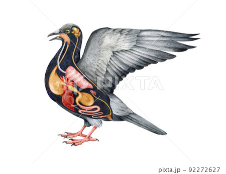 Bird inner anatomy scheme. Watercolor hand drawn illustration. Bird internal organs anatomy scheme. Crop, heart, stomach, gizzard, liver, brain - inner avian organs 92272627