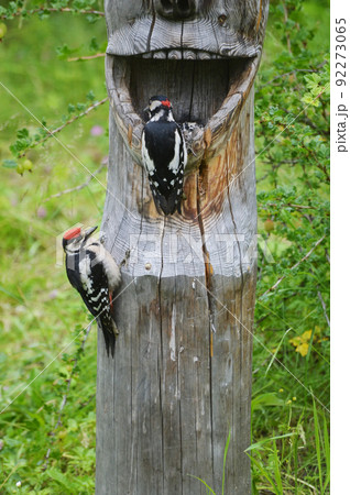 The Large mottled Woodpecker (Lat. Dendrocopos major) and his chick are sitting with their claws hooked on a wooden feeder. The feeder is made by hand from a tree trunk. Male woodpecker and chick  92273065