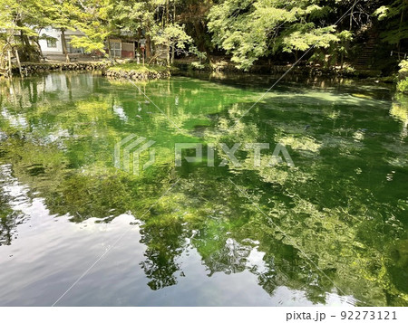 栃木県指定の天然記念物　名水100選にも選ばれた出流原弁天池 92273121