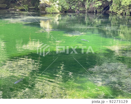 栃木県指定の天然記念物　名水100選にも選ばれた出流原弁天池 92273129