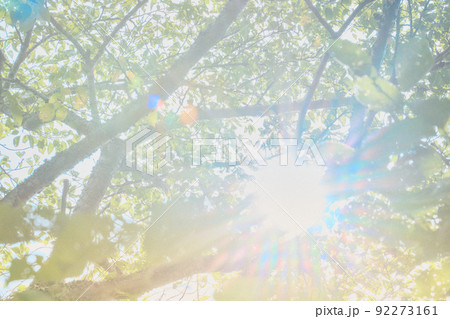 木漏れ日　背景素材 92273161