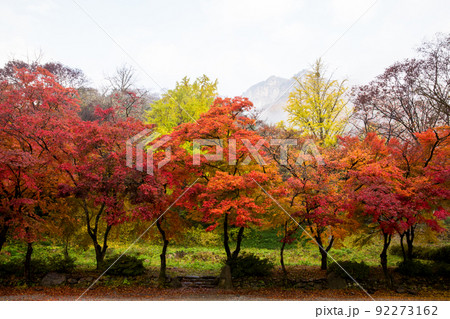 自然 風景 景色 92273162