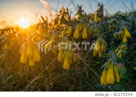 Flowers of the meadow at sunset. yellow flower spring background. Floral background. Shallow depth of field. Bushes of yellow meadow with green leaves at sunset. Selective focus. Flowers of the meadow at sunset. yellow flower spring background. Floral background. Shallow depth of field. Bushes of yellow meadow with green leaves at sunset. Selective focus. 92273554