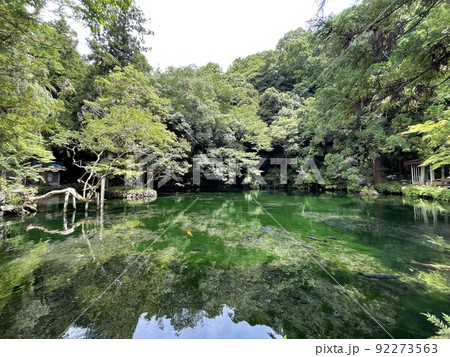 名水百選にも選ばれた　県指定の天然記念物　出流原弁天池 92273563