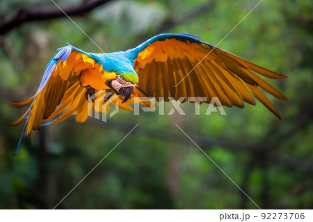 Single Yellow and blue macaw flying in wilderness, Pantanal, Brazil 92273706