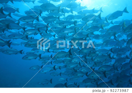 イスズミの群れ（魚群） 92273987