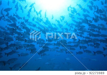イスズミの群れ（魚群） 92273989