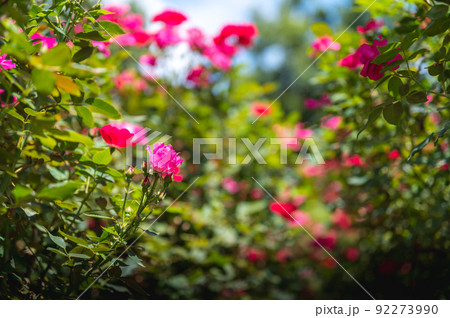 茨城県石岡市　茨城県フラワーパークの筑波山と関東平野と薔薇園 92273990