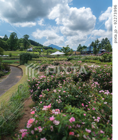 茨城県石岡市　茨城県フラワーパークの筑波山と関東平野と薔薇園 92273996