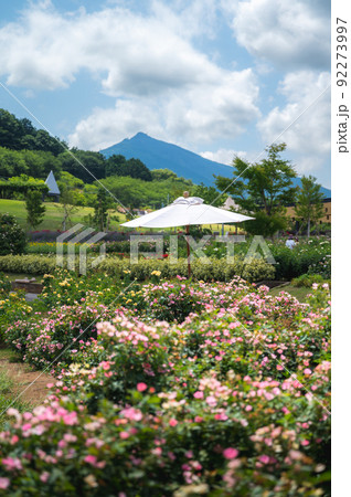 茨城県石岡市　茨城県フラワーパークの筑波山と関東平野と薔薇園 92273997