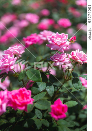 茨城県石岡市 茨城県フラワーパークの筑波山と関東平野と薔薇園の写真素材