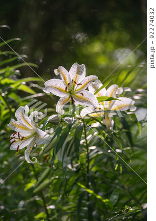 茨城県石岡市 茨城県フラワーパークの筑波山と関東平野と薔薇園の写真素材