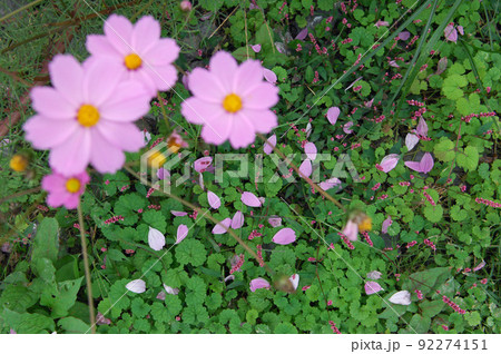コスモスの散ったピンクの花びらと緑の風情 92274151