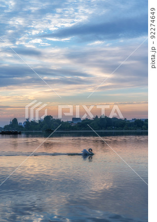 茨城県水戸市　朝焼けに染まる千波湖 92274649