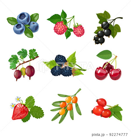 Berries Of Trees And Shrubs Set Berries Of Trees And Shrubs Set 92274777