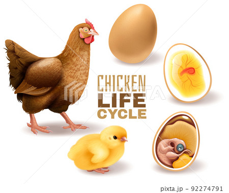 Chicken Life Cycle Set 92274791