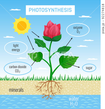 Photosynthesis Educational Poster 92274818