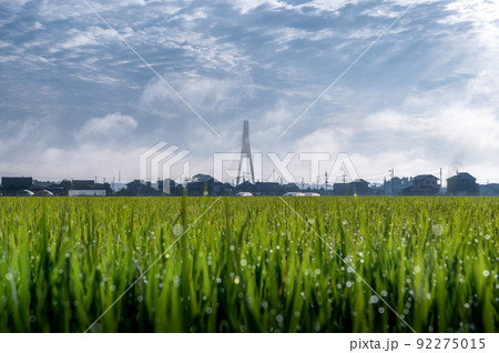 茨城県ひたちなか市 大洗鹿島線の田園風景の朝 茨城県ひたちなか市 大洗鹿島線の田園風景の朝 92275015