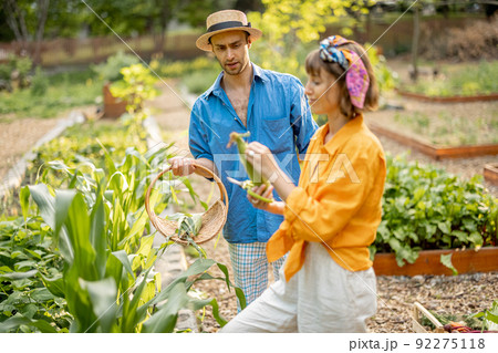 Man and woman pick up fresh corn at home garden 92275118