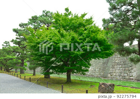 日本100名城・二条城 日本100名城・二条城 92275794