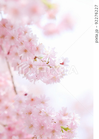 満開の八重紅枝垂れ桜のクローズアップ 92276227