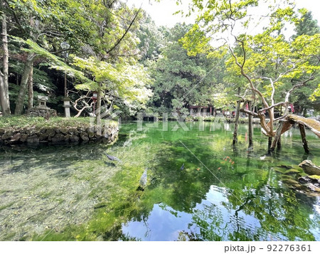 池の底もまるみえ 透明度の高い出流原弁天池、 池の底もまるみえ 透明度の高い出流原弁天池、 92276361