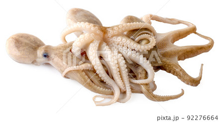 fresh octopus an isolated on a white background fresh octopus an isolated on a white background 92276664