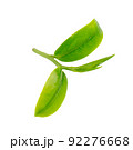 Green tea leaf isolated on white background. 92276668