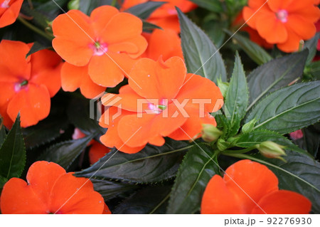 花　観葉植物　ニューギニアインパチェンス 92276930