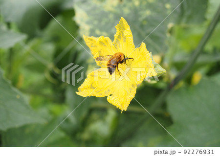 きゅうりの花とクマバチ 92276931