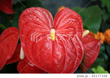 観葉植物 花 アンスリウムダコタ 観葉植物 花 アンスリウムダコタ 92277108