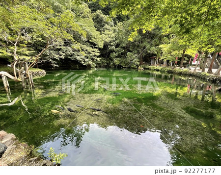 透明度の高い湧水池 栃木県指定天然記念物 出流原弁天池 透明度の高い湧水池 栃木県指定天然記念物 出流原弁天池 92277177