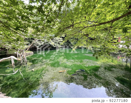 透明度の高い湧水池 栃木県指定天然記念物 出流原弁天池 透明度の高い湧水池 栃木県指定天然記念物 出流原弁天池 92277180