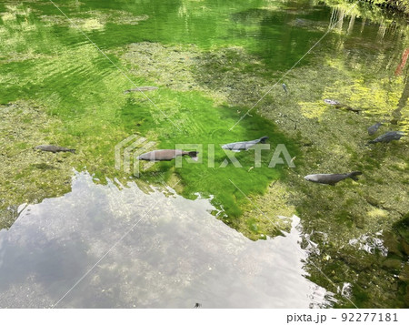 透明度の高い湧水池　栃木県指定天然記念物　出流原弁天池　 92277181