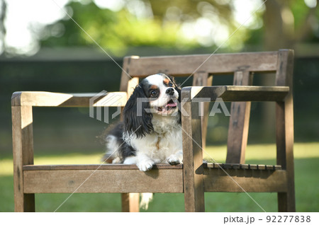 自然の中でおすましするキャバリア 自然の中でおすましするキャバリア 92277838