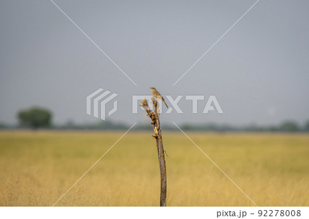long billed or brown rock pipit or Anthus similis bird perched during winter migration at tal chhapar sanctuary churu rajasthan india asia long billed or brown rock pipit or Anthus similis bird perched during winter migration at tal chhapar sanctuary churu rajasthan india asia 92278008