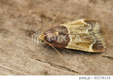 Closeup on the colorful Meal Moth , Pyralis farinalis sitting on wood 92278119