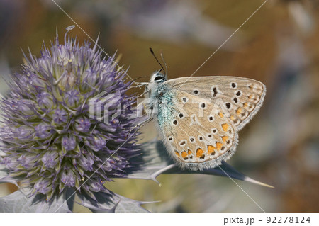 Closeup on a Icarus blue butterfly, Polyommatus icarus on a purple Coastal Eryngo, Eryngium maritimum, flower 92278124