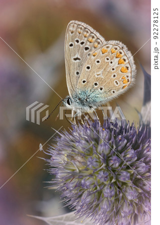 Vertical closeup on a Icarus blue butterfly, Polyommatus icarus on a purple Coastal Eryngo flower 92278125