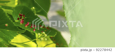 Lime nail gall caused by red nail gall mite Eriophyes tiliae on the leaves of common lime. 92278442