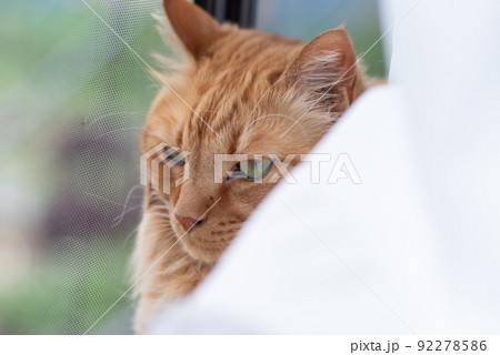 窓辺の猫　茶トラ猫 92278586