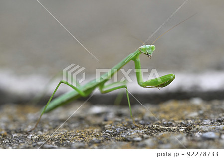 カマキリ カマキリ 92278733